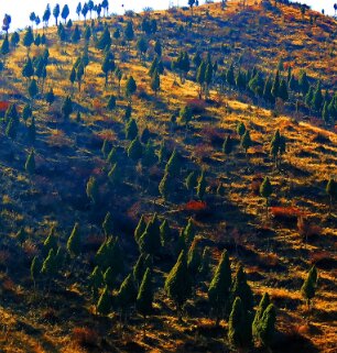 内蒙古大青山森林防火